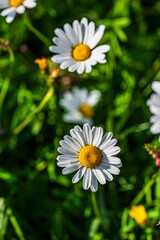 Environment, vegetation and nature of the Ampezzo Dolomites, dominated by Mount Cristallo.