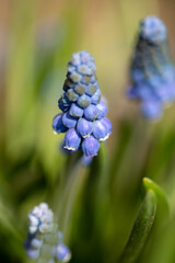 Closeup Blue muscari flowers (Grape hyacinth) in spring garden. Blurred green background. Armenian Viper Bow. Armenian mouse hyacinth. Muscari is Armenian. Muscari armeniacum.