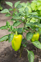 Closeup of ripening peppers in the organic pepper plantation. Sweet Bell Pepper Plants.
