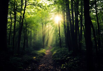 Obraz premium Sunlit Forest Path: Serene Woodland Scene with Light Rays Streaming Through Trees