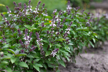 Green basil plants in blossom. Basil blooms in the garden. Growing fresh spices. Aromatic herbs. Ocimum basilicum Magic Blue.
