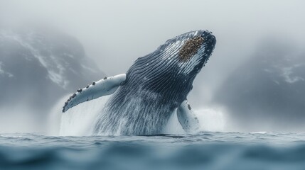Whale breaching in foggy ocean landscape nature photography dramatic