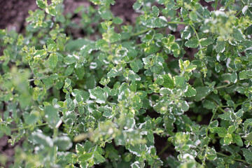 Pineapple mint bush with ornamental variegated green and white leaves in the garden, aromatic fresh organic mint outdoors. Mentha suaveolens Variegata.