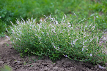 Strawberry mint bush with fine small green leaves in the garden, aromatic fresh organic mint with purple flowers outdoors. Mentha spicata Almira.