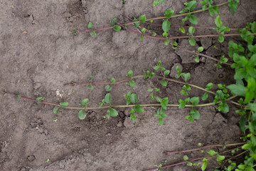 Propagation of mint with new young shoots in the garden. Aromatic fresh organic mint outdoors.
