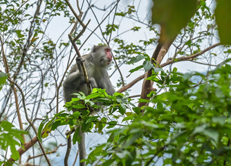 Affe, Formosa-Makak im Waldgebiet Chinan National Forest Recreation Area, Shoufeng Township, Hualien County, Taiwan