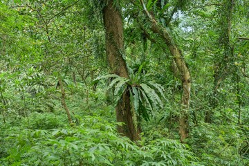Tropischer Regenwald im Waldgebiet Chinan National Forest Recreation Area, Shoufeng Township, Hualien County, Taiwan