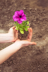 Flower (petunia seedling) with closed root system in the hands of man. Planting flowers. .Care for flower beds.