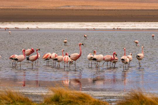 Flamingos at lake in Bolivia (Laguna Canapa) near Uyuni