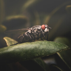 fly on leaf