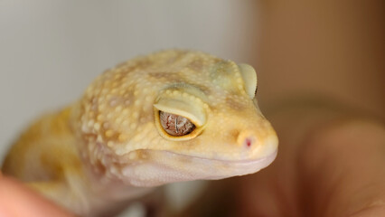 A close-up of a leopard gecko s face highlights its textured skin and intricate eye details. This...