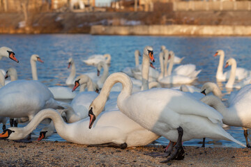 A flock of swan eating corn and grain at the banks of the River Dnipro, Ukraine. Wintering swans