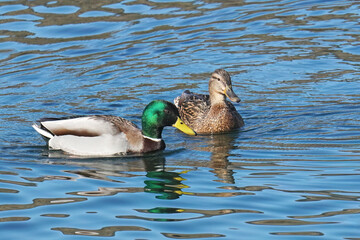 female and male mallard swims in a small lake