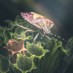 bug on leaf