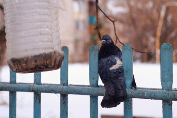 A pigeon sits on the fence at a bird feeder with food outside in winter