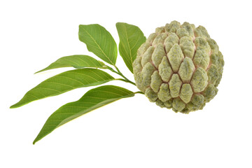 Obraz premium custard apple with leaf on white background