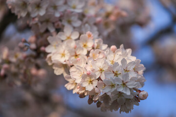 Pink and white flowering japanese cherry blossoms Sakura in spring with stunning flowers on the tree branches with beautiful bokeh.	