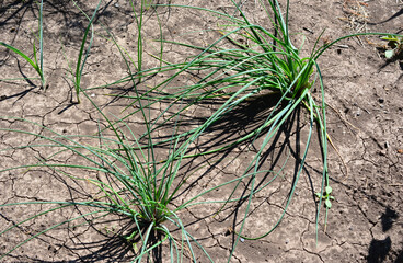Chives in Dry Soil top view