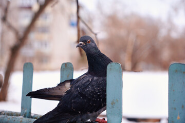 A red-eyed urban pigeon sits on a fence in the middle of the street in winter