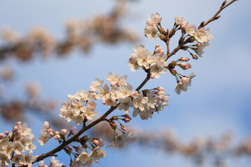 Pink and white flowering japanese cherry blossoms Sakura in spring with stunning flowers on the tree branches with beautiful bokeh.	