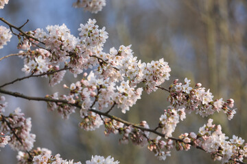 Pink and white flowering japanese cherry blossoms Sakura in spring with stunning flowers on the tree branches with beautiful bokeh.	
