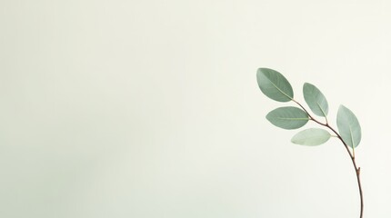 Fototapeta premium Eucalyptus Leaves Gracefully Arranged Against a Minimalist Light Background