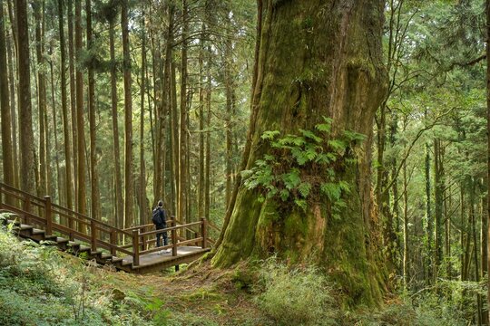 Baum Nr. 28, Rote Taiwanzypresse, Alishan National Forest Recreation Area, Alishan Township, Chiayi County, Taiwan