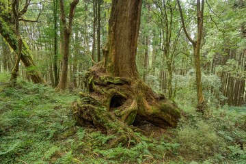 Wald, Bäume, Wurzel einer Rote Taiwanzypresse, Alishan National Forest Recreation Area, Alishan Township, Chiayi County, Taiwan