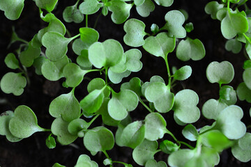 Fresh Green Seedlings top view macro