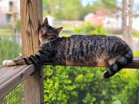 Tabby cat lounging on a wooden railing.