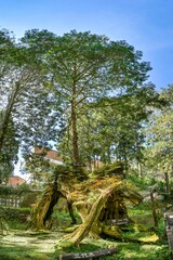 Fototapeta premium Drei Generationen Baum, Three Generations trees, Rote Taiwanzypresse, Alishan National Forest Recreation Area, Alishan Township, Chiayi County, Taiwan