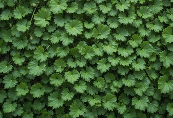 Lush carpet of Lady's Mantle leaves presents a cool, vibrant green texture