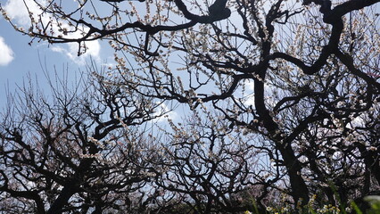 梅の花