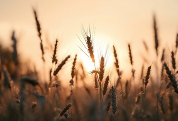 Golden hour illuminates a wheat field at sunset, creating a serene and warm ambiance