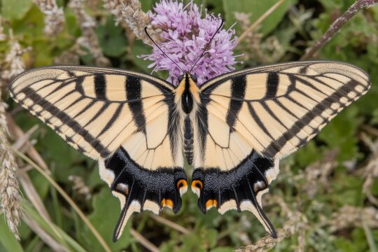 The Scarce Swallowtail, scientifically known as Iphiclides podalirius, and also referred to as Segelfalter
