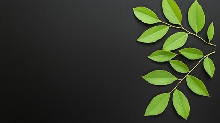 Fototapeta premium A branch of green leaves on a black background
