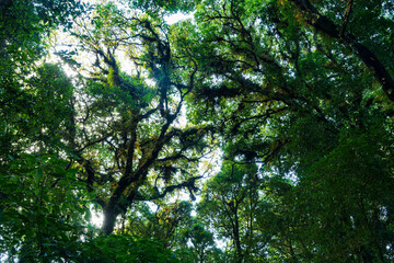 Fototapeta premium Beautiful green leaf in the forest. Nature background.