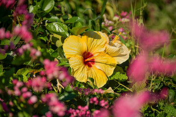 Gelber Hibiskus, Kenting, Hengchun Township, Landkreis Pingtung, Taiwan © Frank