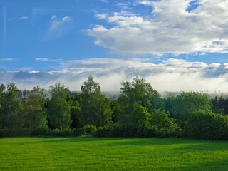 Trees in the early morning cloud haze