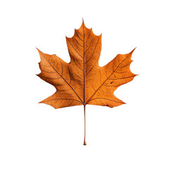 Fototapeta premium Vibrant Orange Maple Leaf Isolated on White Background
