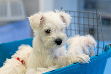 Small white puppy at the vet