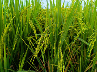 Fototapeta premium A closeup of the rice grains that will be harvested.