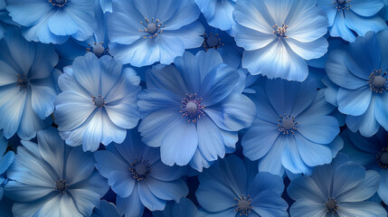 overhead view blue cosmos flowers intricate petals pattern floral background design