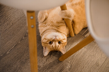 Playful Ginger Cat Upside Down Under Chair