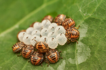 Insect Nymphs Surround Empty Eggs on Green Leaf