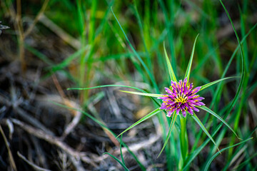 Stunning Wildflower Blooming in Lush Green Grass