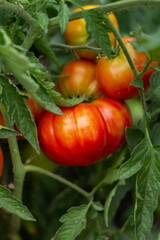 Closeup of large tomato in the organic tomatoes plantation. Tomatoes Plants.Red tomatoes  growing in the garden. Organic eco veggies cultivation and harvesting in garden.