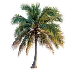palm tree isolated on transparent background