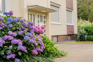 Fototapeta premium A large bush of purple hydrangeas near the house. Gardening, garden care.