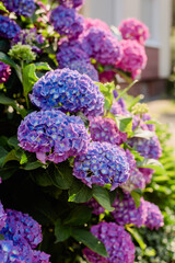 A large bush of purple hydrangeas near the house. Gardening, garden care.